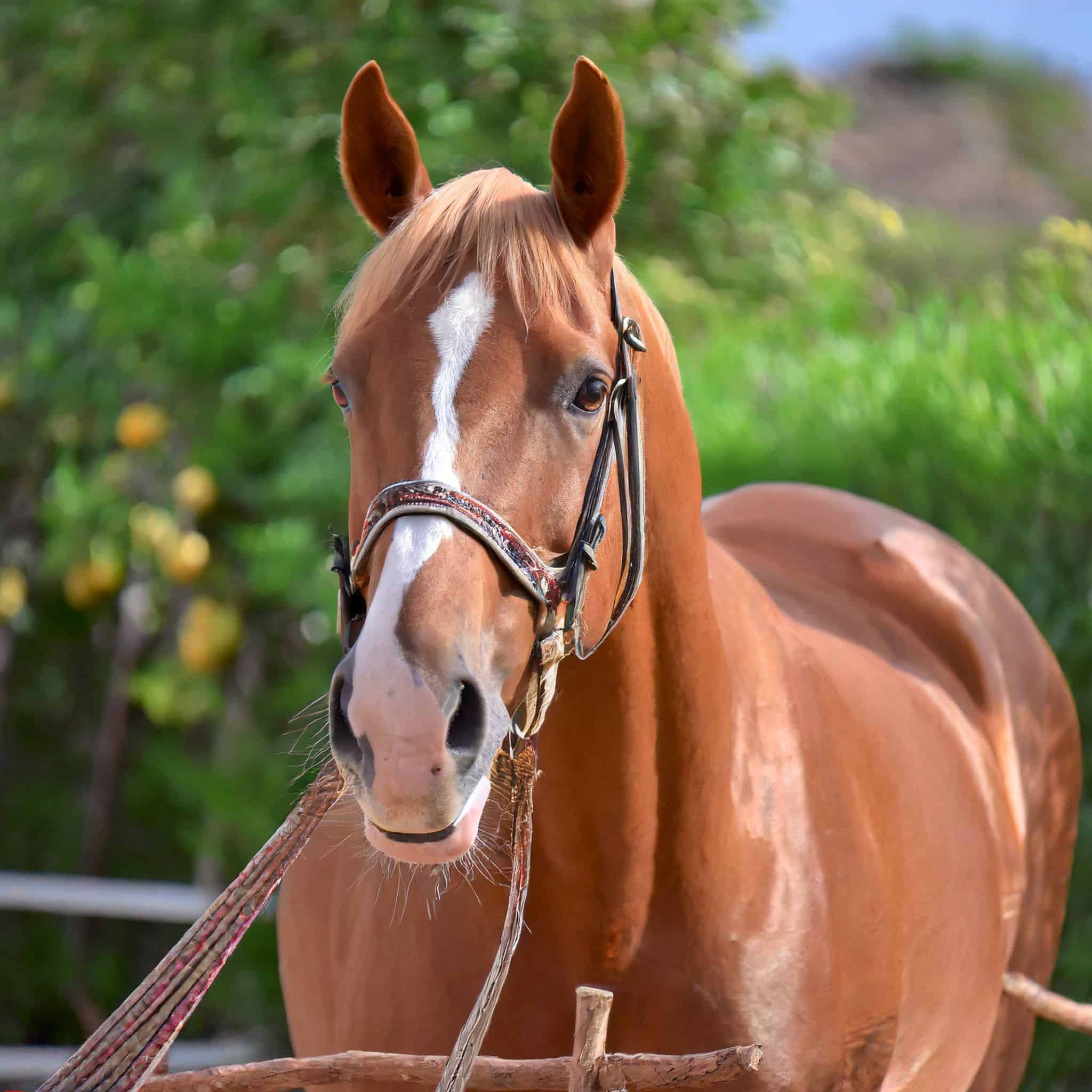 Best Horse Breeds for Beginners