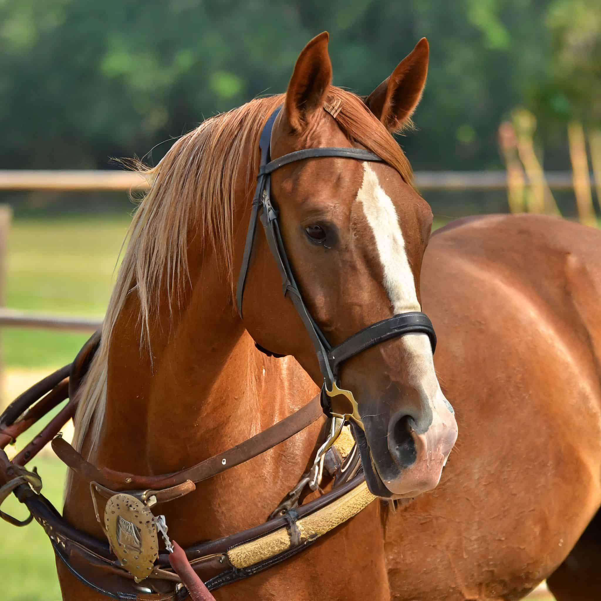 Best Horse Breeds for Beginners