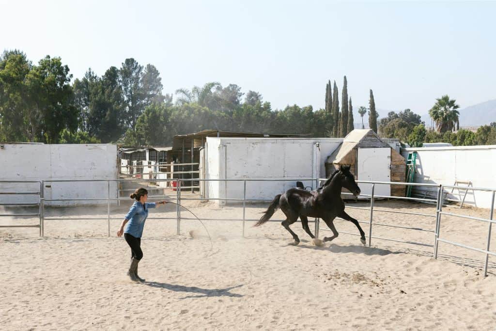 Horse Training Basics