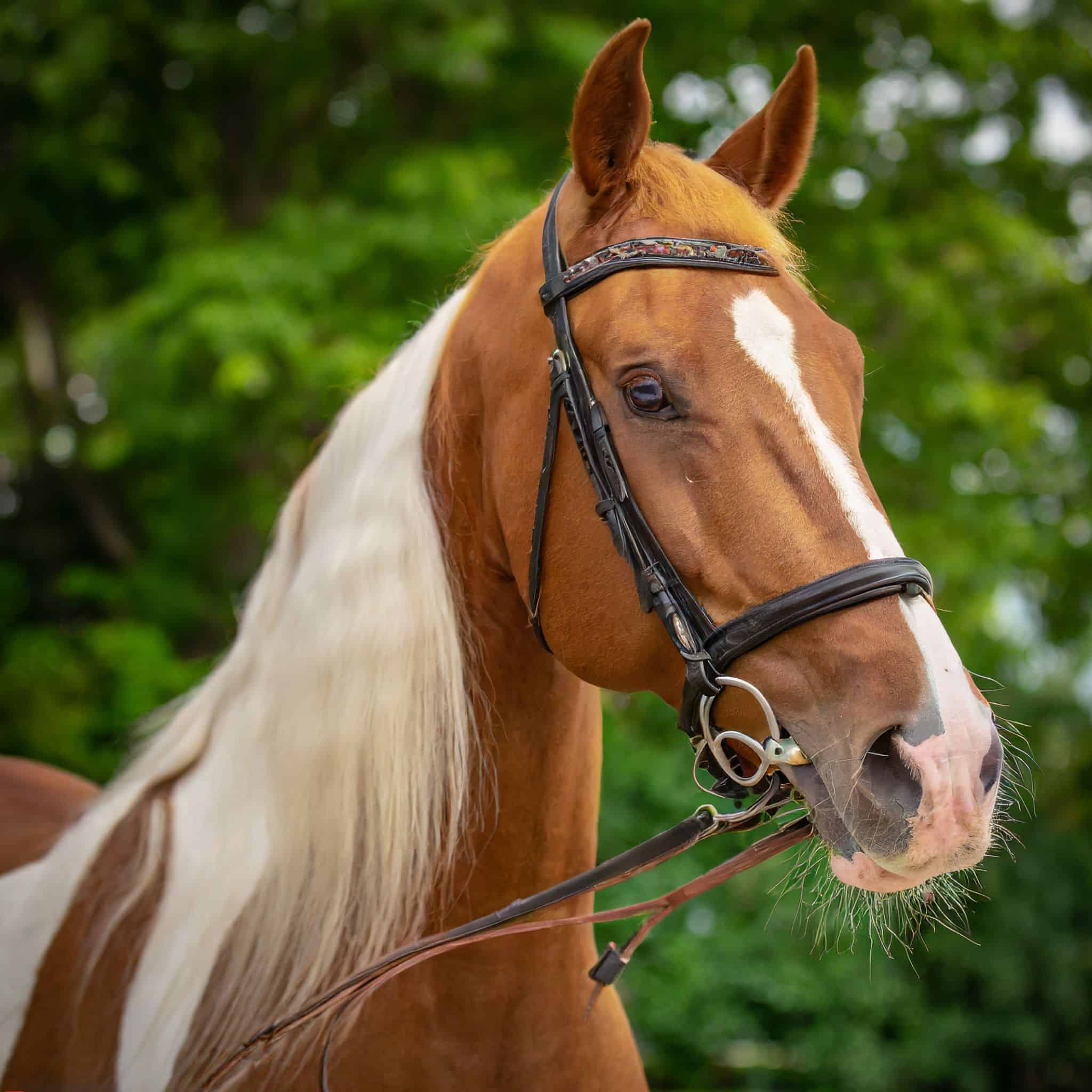 Best Horse Breeds for Beginners