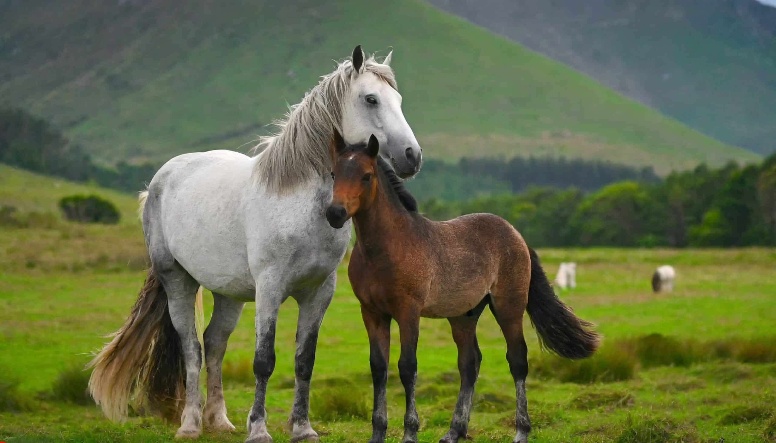 Popular Horse Breeds