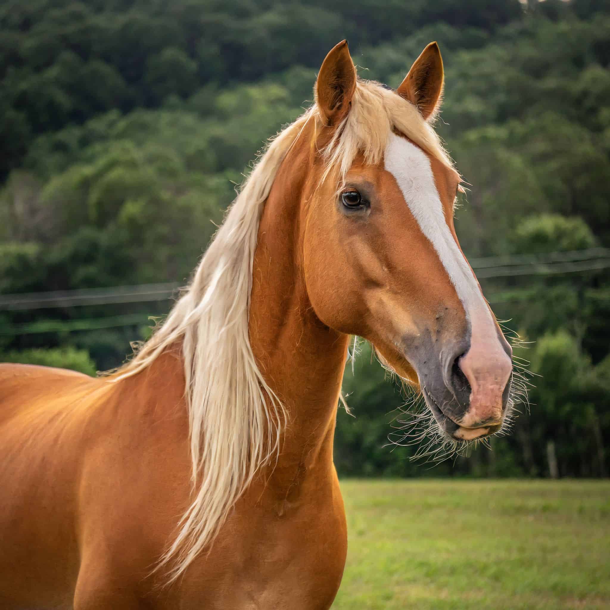 Best Horse Breeds for Beginners