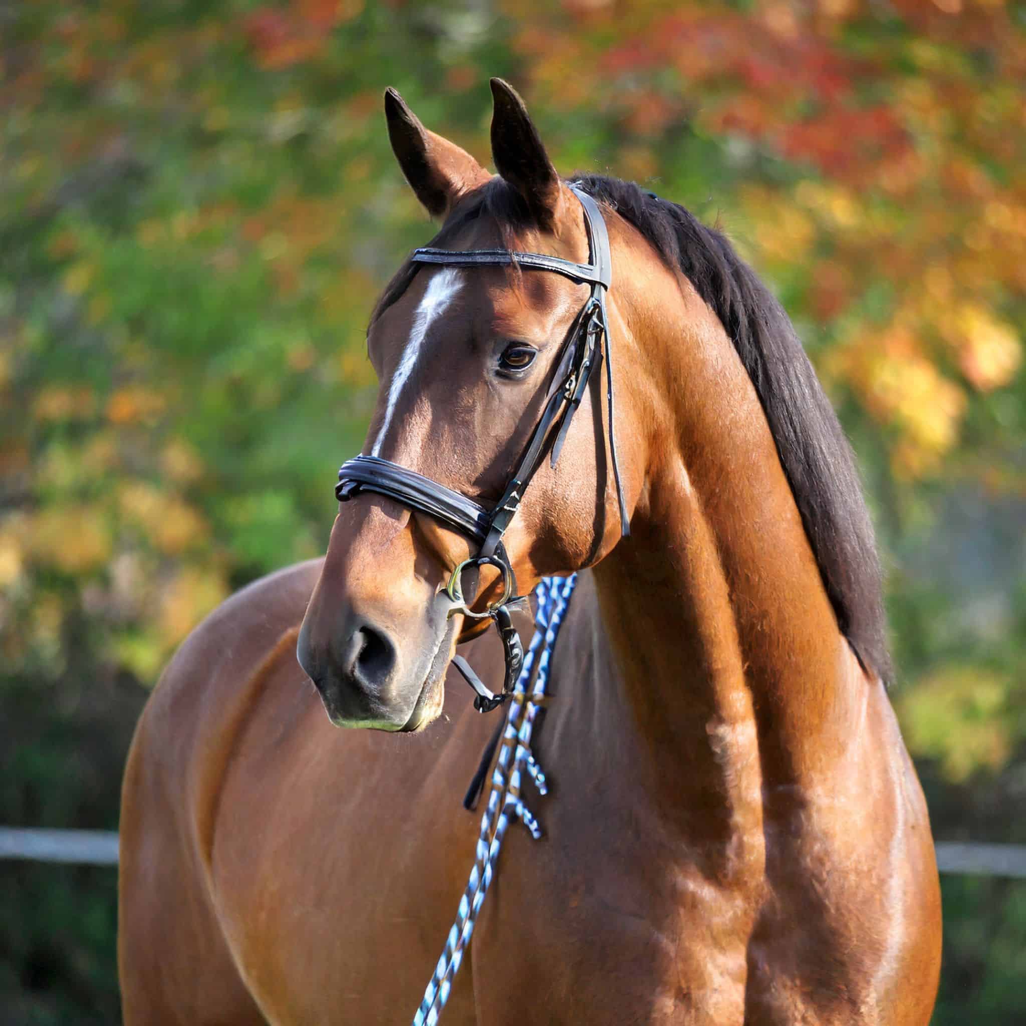 Best Horse Breeds for Beginners