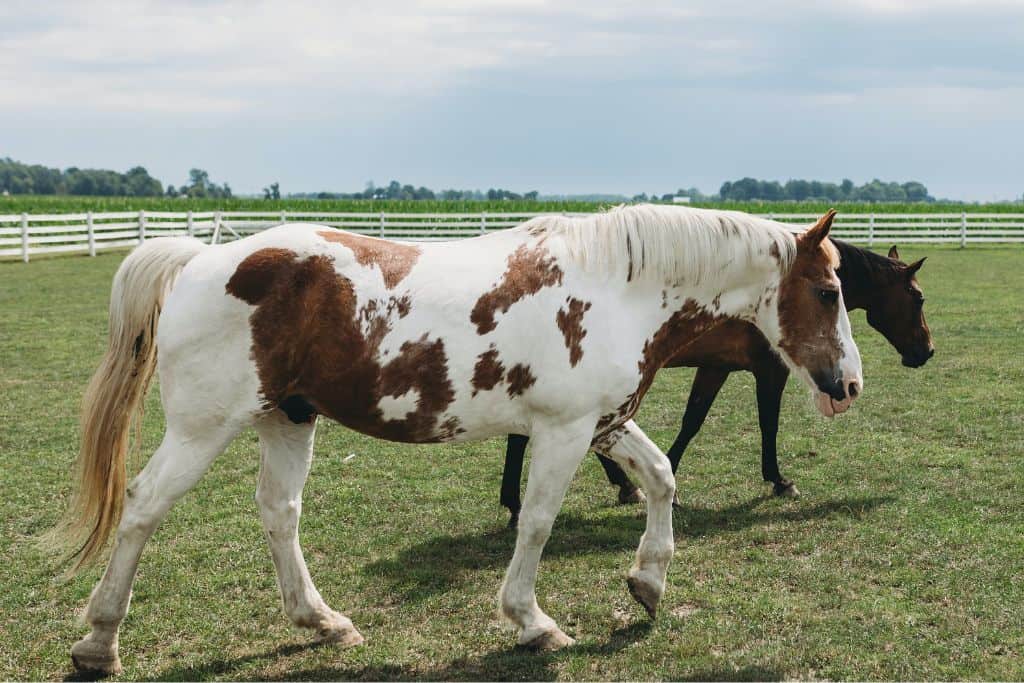 Cost to Care for a Horse