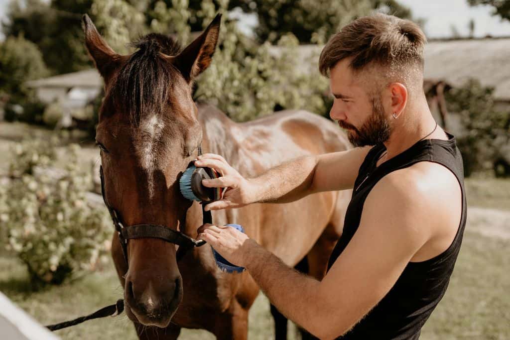 How to Care for a Horse