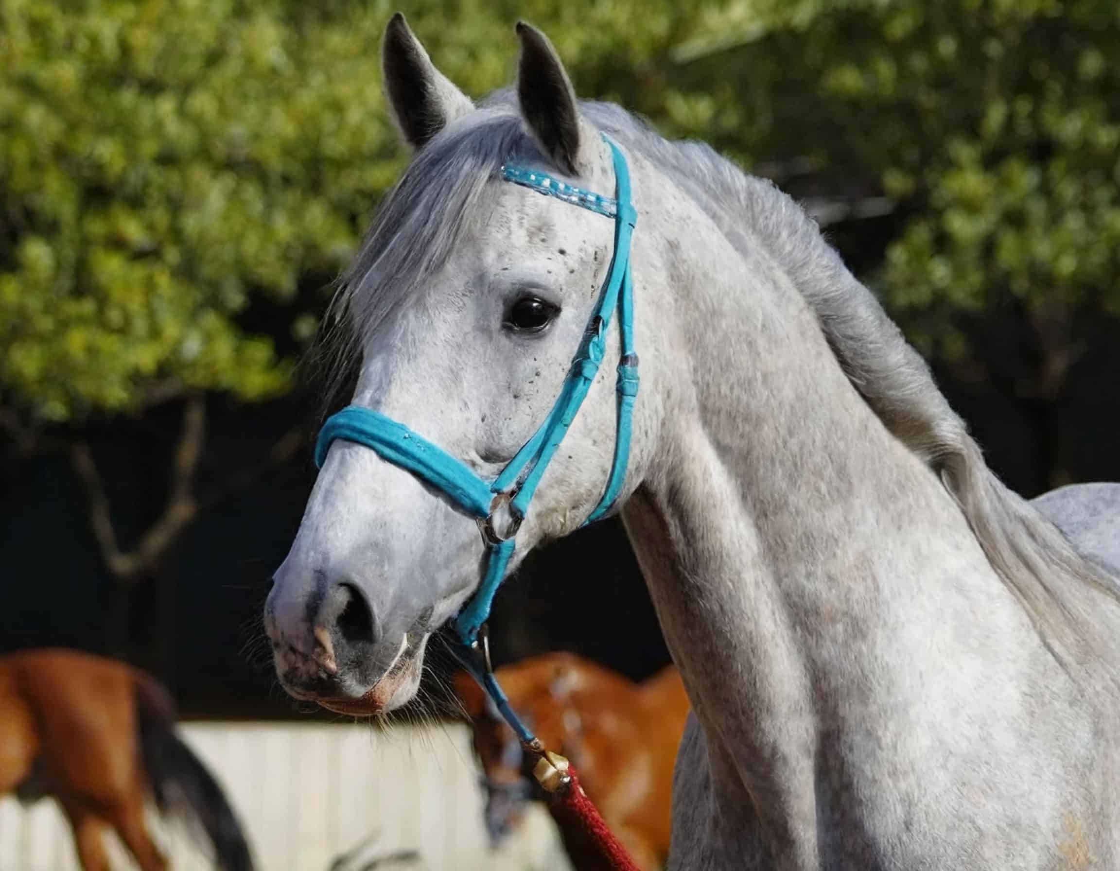 Spanish horse breeds