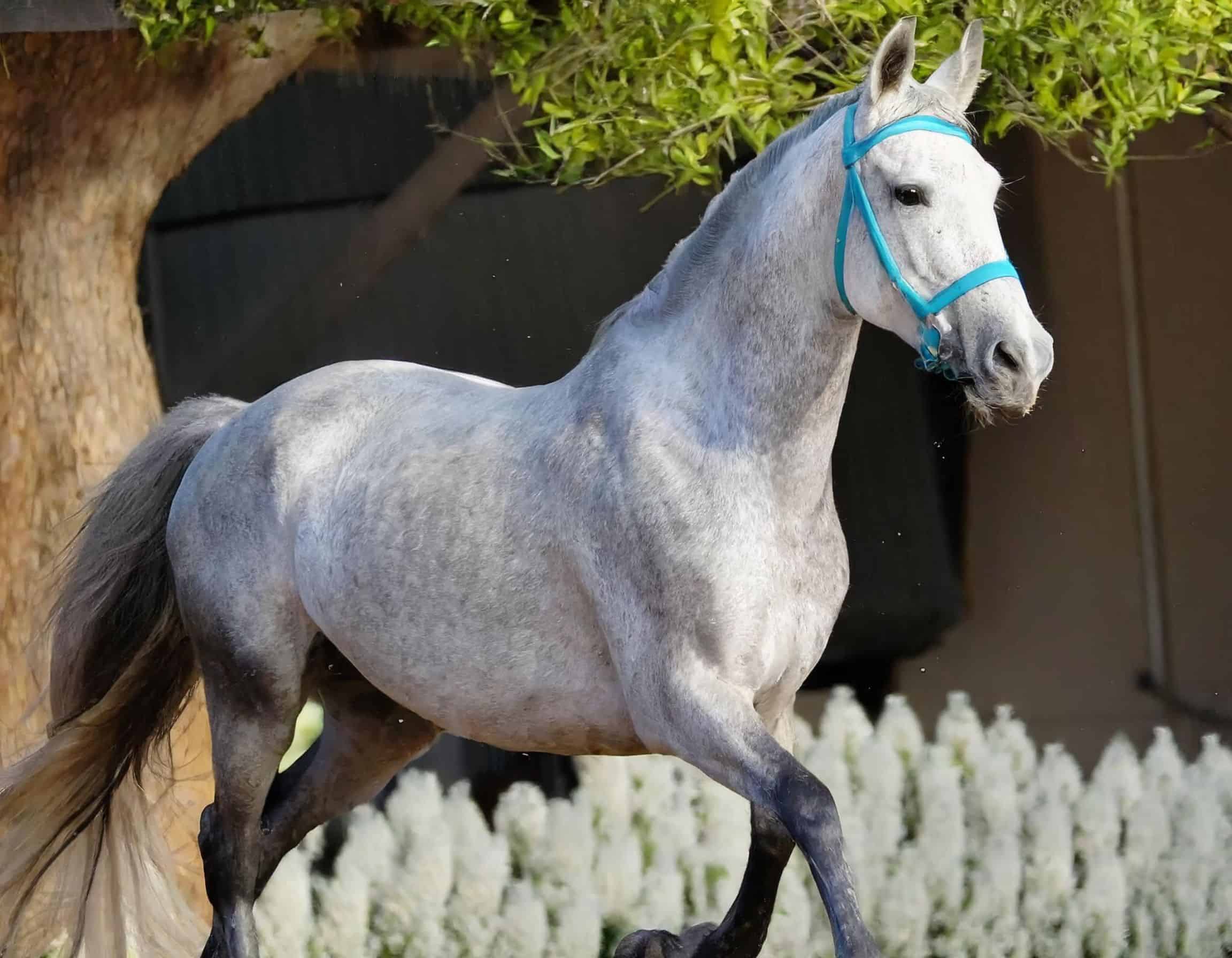 Spanish horse breeds